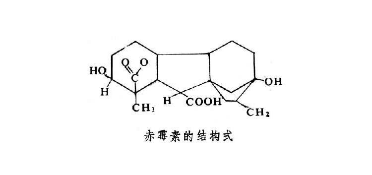 赤霉素结构式.jpg